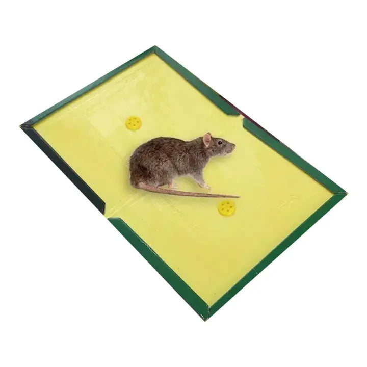 Rat Trap Book